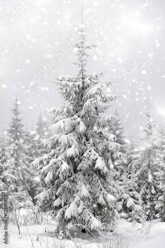 Fotografie, Obraz Christmas background with snowy fir trees