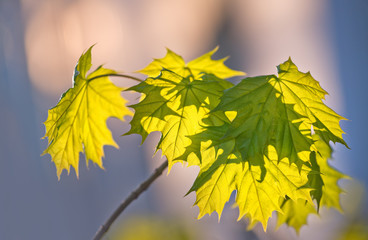 Wall Mural - Maple leaves educated through setting sun with shallow depth of