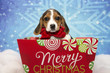 Beagle puppy for Christmas