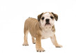 English Bulldog Puppy with White Background