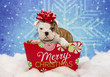 Bulldog Puppy for Christmas
