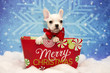 French Bulldog Puppy For Christmas