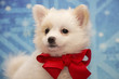 Pomeranian Puppy with a Red Bow
