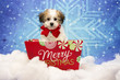 Cavachon Puppy for Christmas