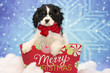 Cavalier King Charles Puppy for Christmas