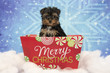 Christmas Yorkshire Terrier Puppy