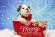 Christmas Bulldog Puppy