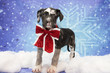 Christmas Great Dane Puppy