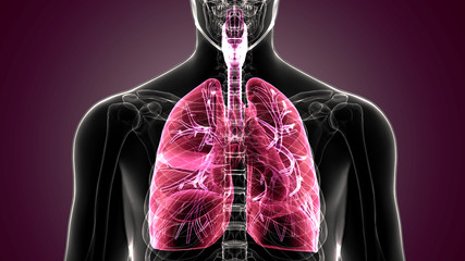 Male anatomy of human respiratory system in x-ray. 3d render