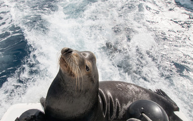 Wall Mural - California Sea Lion on the back of charter fishing boat in Cabo San Lucas Baja Mexico