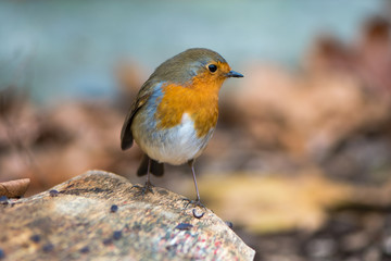 Wall Mural - robin (erithacus rubecula) perched on log. bird hunting for food in profile with particularly striki