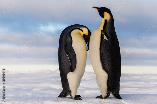 Fotografie, Obraz Emperor penguin crying on friend's breast