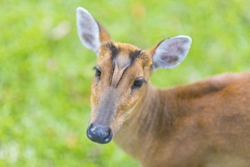 Muntiacus muntjak or fea's barking deer or so called fea's muntjac with flowers in background, Khao Yai National Park