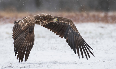 White tailed Eagle (Haliaeetus albicilla)