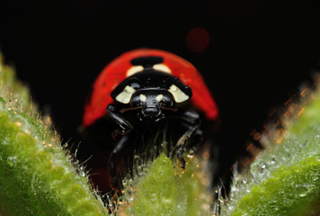 ladybug