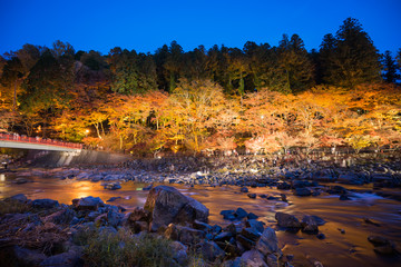 Poster - korankei in autumn with lighting show in aichi,japan