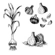 Hand drawn set of garlic. Vector sketch