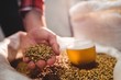 © WavebreakMediaMicro - Man holding barley by beer glass in sack at brewery