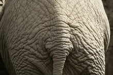 Elephants Detail Ass