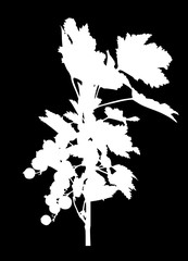 Wall Mural - white currant branch isolated silhouette