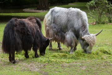 Wall Mural - Domestic yak (Bos grunniens).