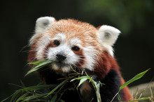 Red Panda (Ailurus Fulgens).