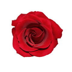 Canvas Print - Rose rouge