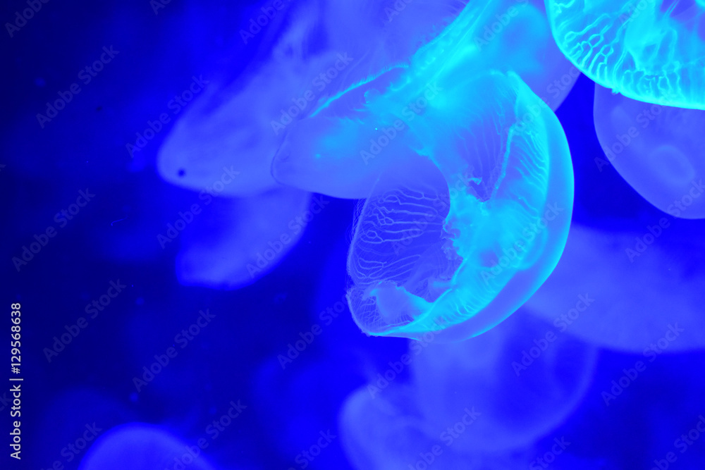 Méduses lunes (Aurelia aurita)