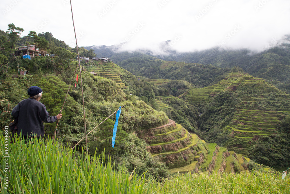 Phillipines Rice Terrace Banaue Rice Terraces, Rice Terraces of the Philippine Cordilleras Stock ...