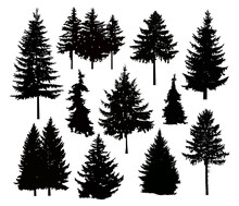 Silhouette Of Different Pine Trees. Can Be Used As Poster, Badge, Emblem, Banner, Icon, Sign, Decor...