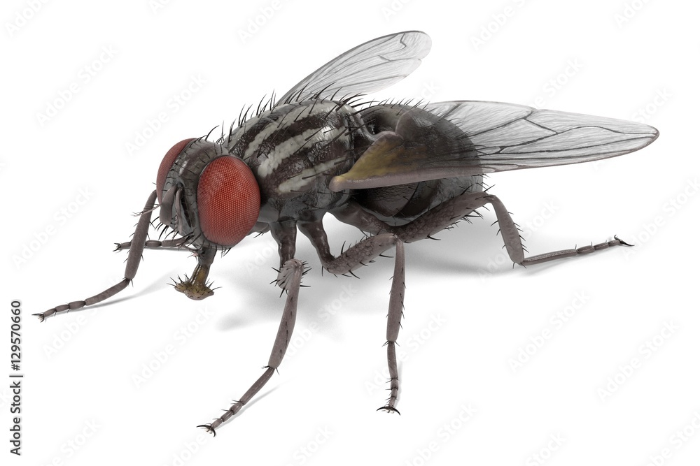 realistic 3d render of musca domestica - common fly - obrazy, fototapety, plakaty 