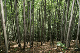 Fototapeta Sypialnia - Wild forest