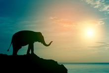 Elephant Silhouette At Sea (sunset Time)
