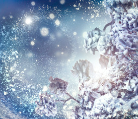 Wall Mural - Winter holiday snow background. Snowflakes