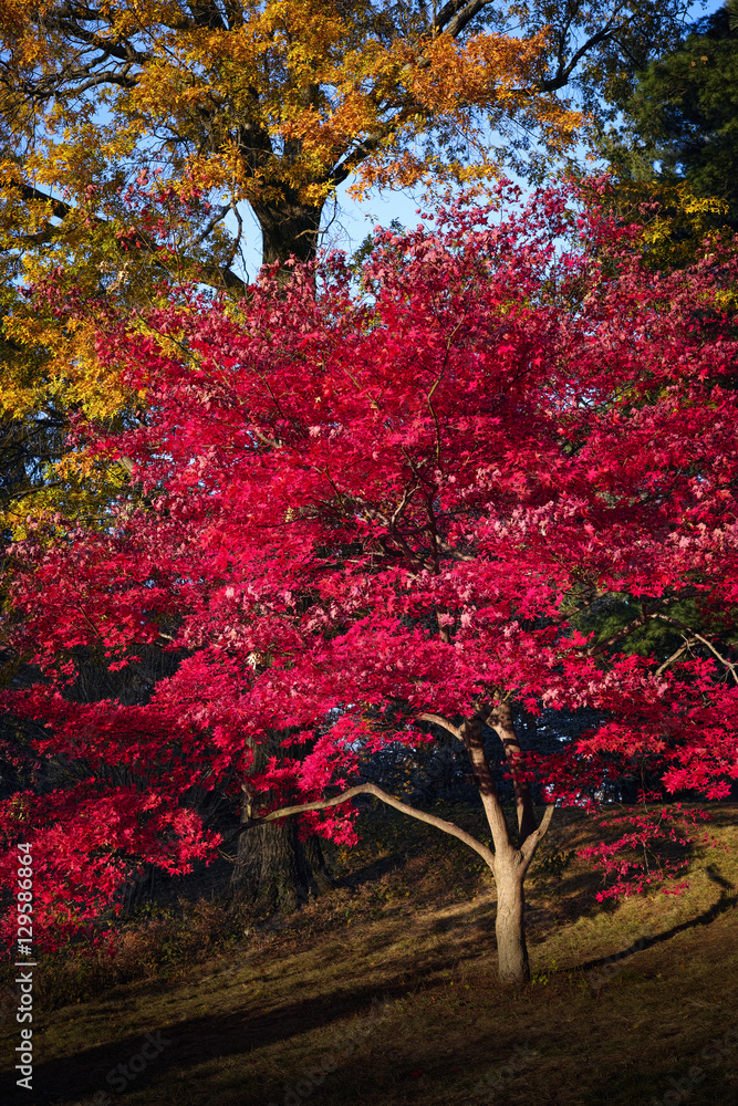 Tree On A Sunny Autumn Day In New York Botanical Garden Bronx