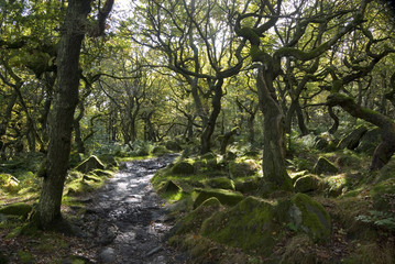 Twisted trees on the Longshaw Estate, Peak District, UK