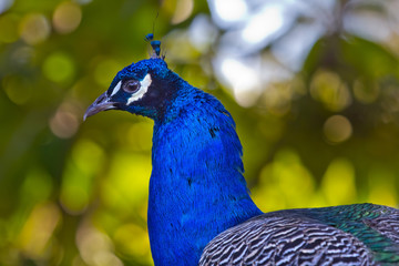 Wall Mural - Blue Peacock Neck and Feathers