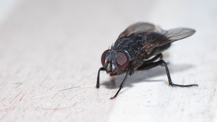 closeup view of housefly on the floor isolated, macro