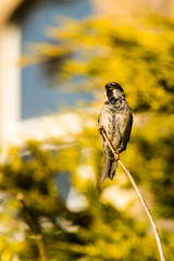 Sparrow Perched On A Branch D