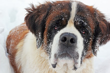 Saint Bernard Dog Portrait In Winter