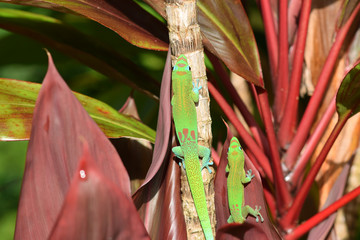 two gold dust day geckos in a garden in Hawaii