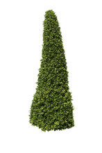 Tall Bush Isolated,Objects With Clipping Paths