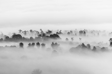 sea of clouds over the forest, black and white tones in minimalist photography