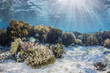 © robertharding - A profusion of hard and soft corals on Sebayur Island, Komodo National Park, Flores Sea, Indonesia