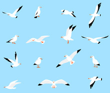 Vector Set Of Beautiful Seagulls.