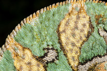 Yemen Chameleon (Chameleon Calyptratus), Captive, Yemen
