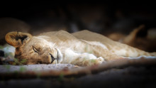 Sleeping Lion Cub, Chobe National Park, Botswana