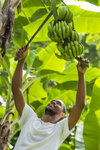 A Man Harvests Bananas In Castara Bay On The Caribbean Island Of Tobago, Trinidad And Tobago
