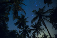 Swaying Palm Fronds And Stars At Palomino On The Carribean Coast Of Colombia