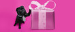 Black pug dog with paw up on gift wearing tie. Puppy  on pink background